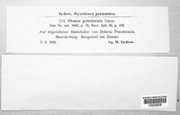 Phomopsis petiolorum image